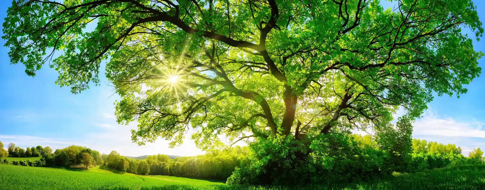 Canopy Of Positivity Artwork